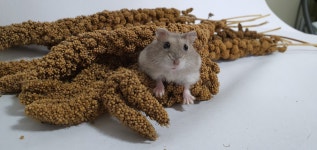 패러그린 대연점