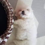 한빛애견마을