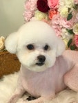 멍블랑 퍼피살롱