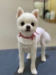 써니펫살롱