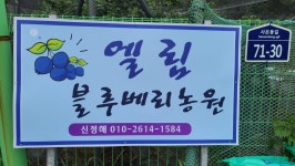 엘림블루베리농원