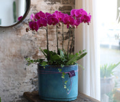 블루블룸 분당야탑역사점