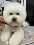 베베시앙 애견미용