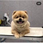 눈이부시개