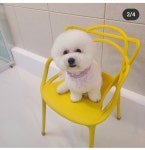 눈이부시개