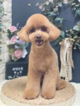 프렌즈독