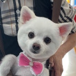 지아네 멍멍 애견샵