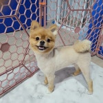 지아네 멍멍 애견샵