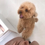 마이댕댕