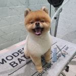 애견미용실 꽃개