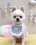 마이댕댕