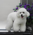 완산애견펫미용실