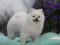 완산애견펫미용실