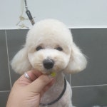 읻다그루밍
