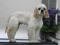 완산애견펫미용실