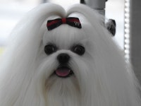 완산애견펫미용실