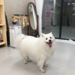 마이댕댕