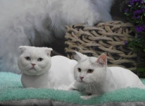 완산애견펫미용실