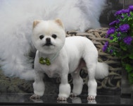 완산애견펫미용실