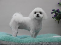 완산애견펫미용실