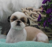 완산애견펫미용실