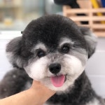 마이댕댕
