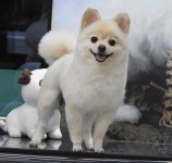 완산애견펫미용실