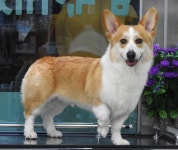 완산애견펫미용실