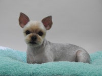 완산애견펫미용실