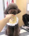 마이댕댕