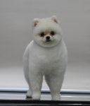 완산애견펫미용실