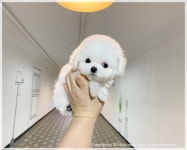 모델독켄넬