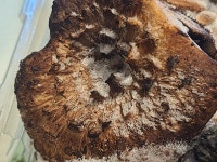 말바우 자연산 능이버섯가게
