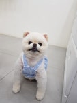 강아지이발소