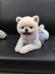 강아지이발소