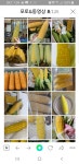싱싱농장