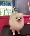 펫소울메이트