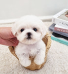 켄넬203 말티푸분양, 미니비숑분양