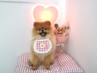 귀엽댕