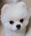도그파파