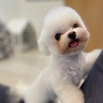 아리카펫살롱 분당점