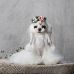 아리카펫살롱 분당점