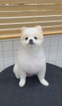 펫살롱 후추네