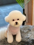 아리카펫살롱 분당점