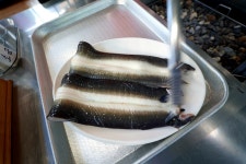 금강참숯민물장어