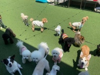 애견유치원&호텔 베스트프렌독