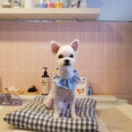 뭉치펫 애견미용