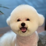 아리카펫살롱 분당점