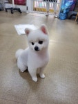 빠박이애견미용