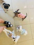 어도러블멍이
